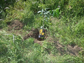 On-site Planting Activities Utilizing a Biotope