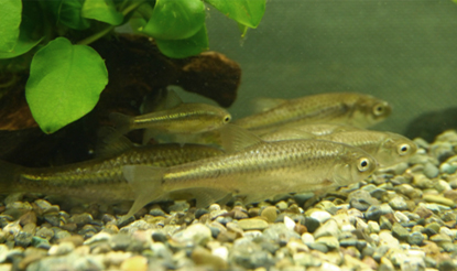 The Hemigrammocypris rasborella in the pond