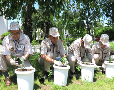 Scene of employees planting new aristolochia debilis