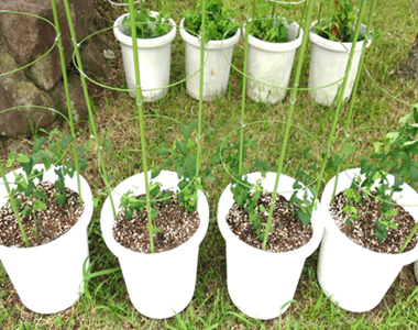 Newly planted aristolochia debilis