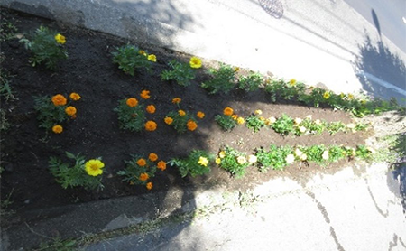 Participation in Community Flower Bed Creation